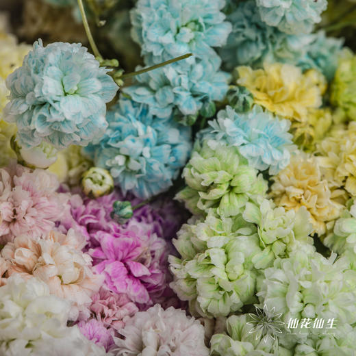 满天星 | 七彩 商品图0