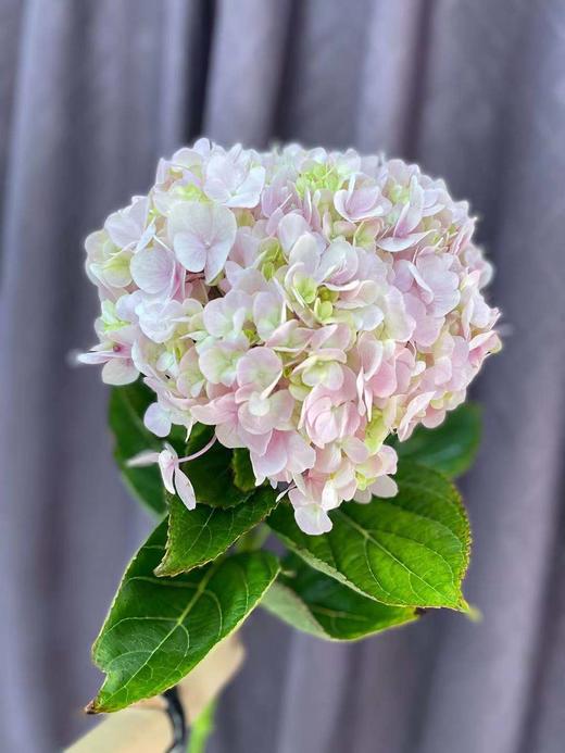 【国产绣球】浅粉色  单枝 商品图1