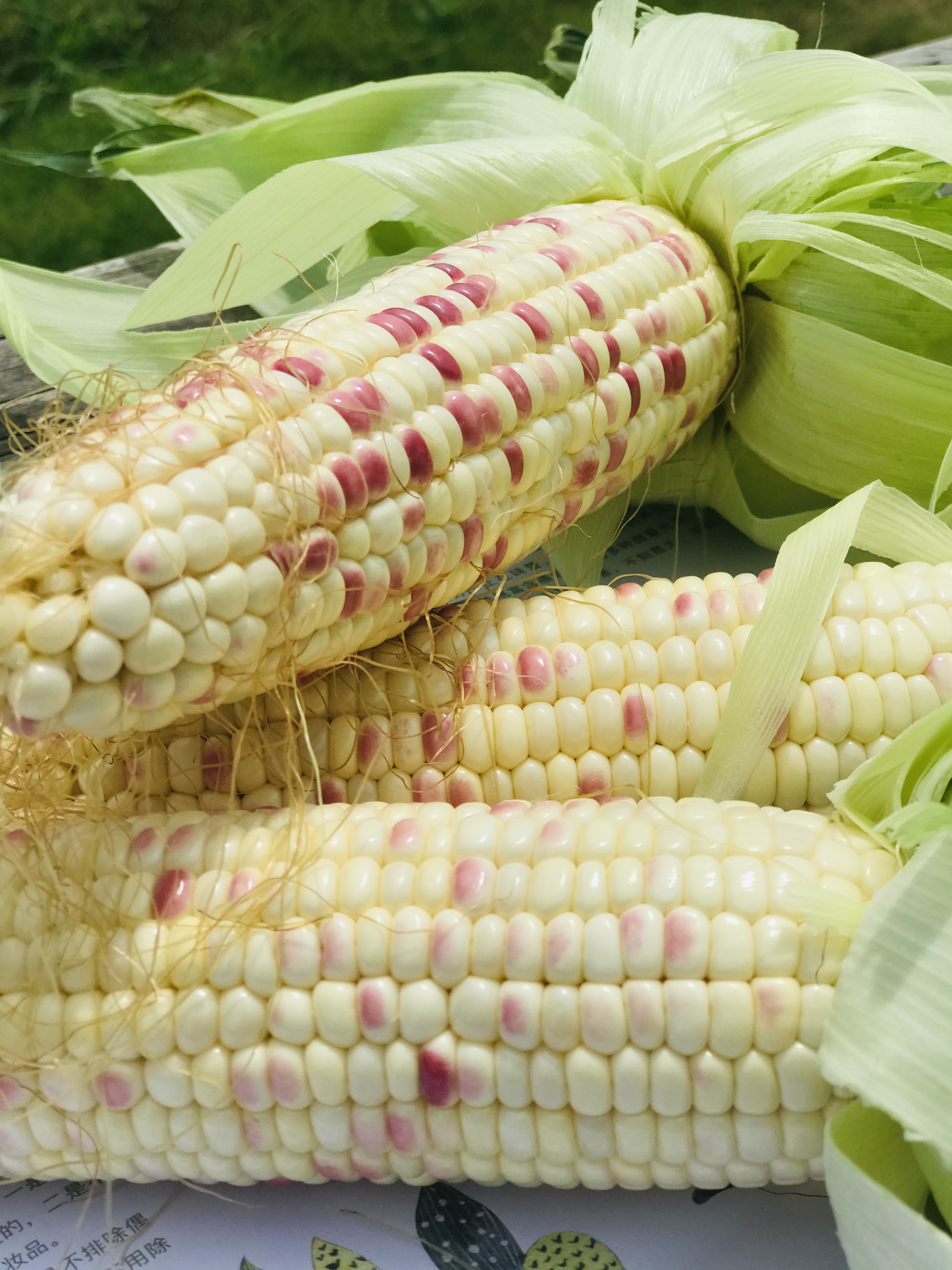10月新茬益点田甜糯玉米热销中