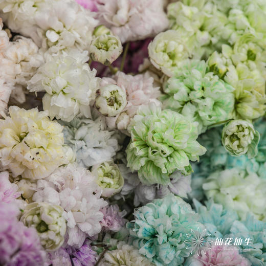 满天星 | 七彩 商品图2