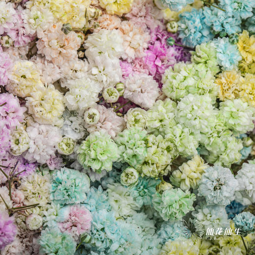 满天星 | 七彩 商品图3