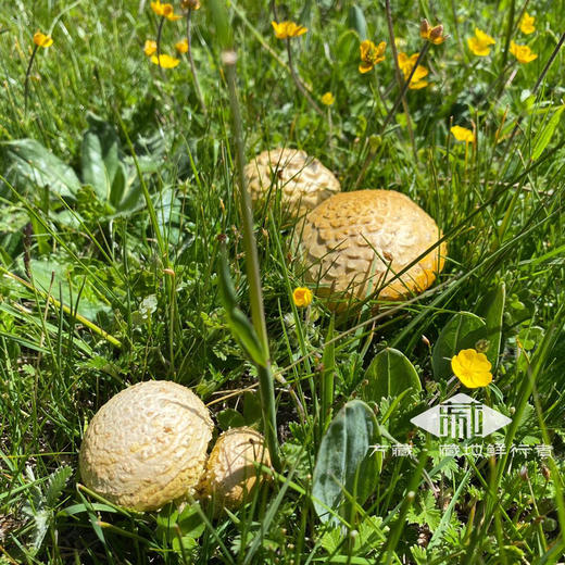 方藏石渠白菌石渠是四川甘孜藏区海拔最高的县平均海拔4250米于西藏