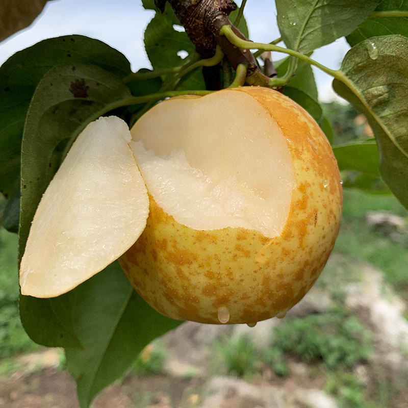 【下单后48小时发货】连州水晶梨(果大玲珑心,爽脆汁丰盈)5斤精选礼盒