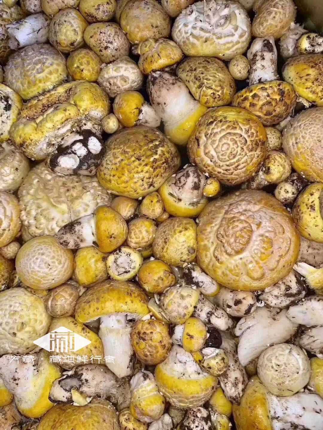 方藏石渠白菌石渠是四川甘孜藏区海拔最高的县平均海拔4250米于西藏