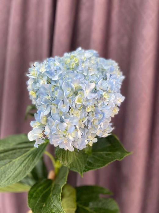 国产绣球 浅蓝色 单枝 - 南粤floever鲜花量贩