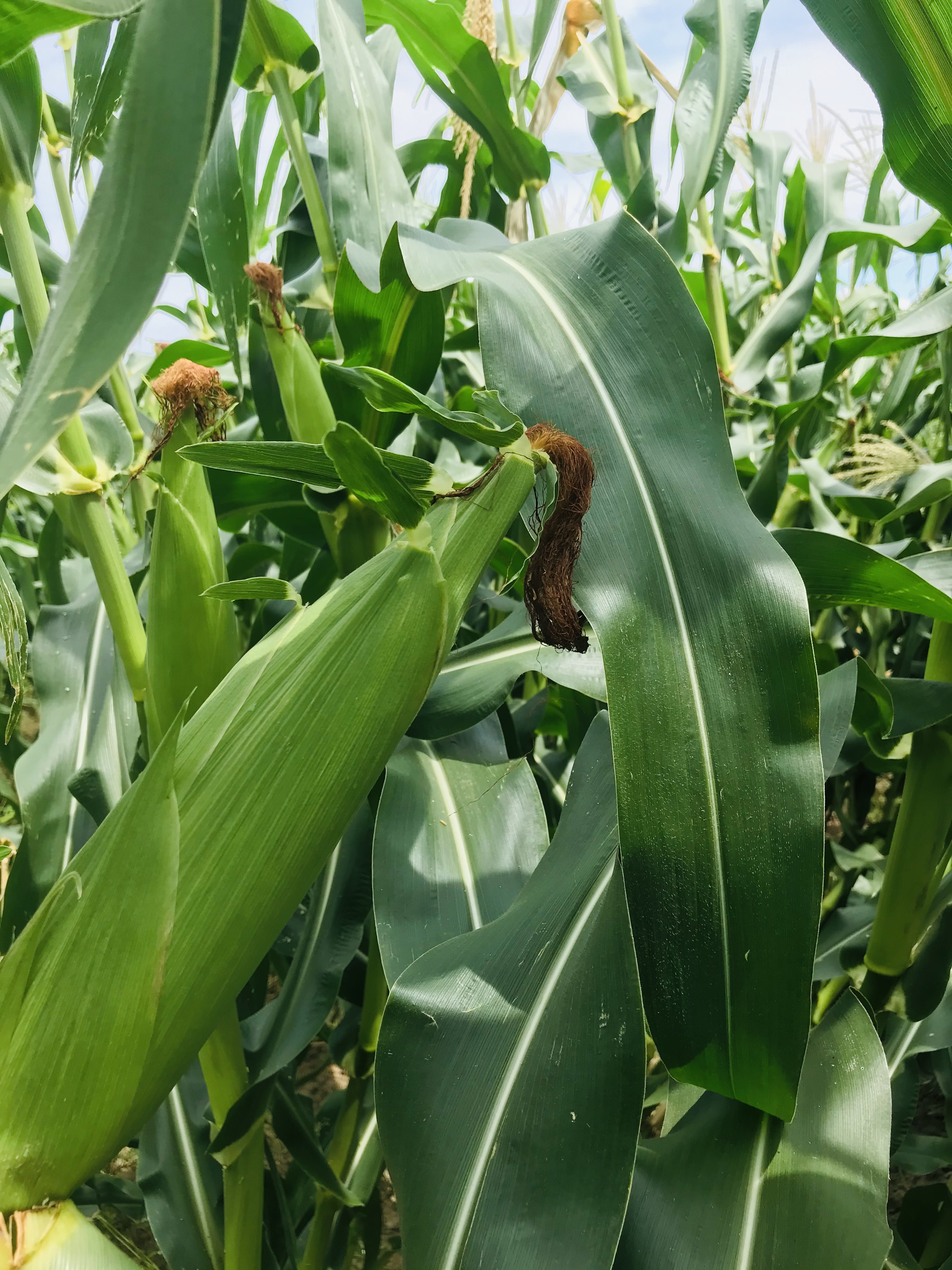 10月新茬益点田甜糯玉米热销中