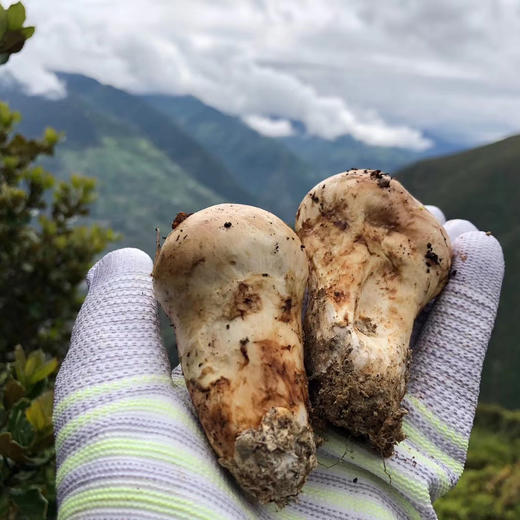 四川小金鲜松茸2斤礼盒装顺丰空运包邮 商品图2