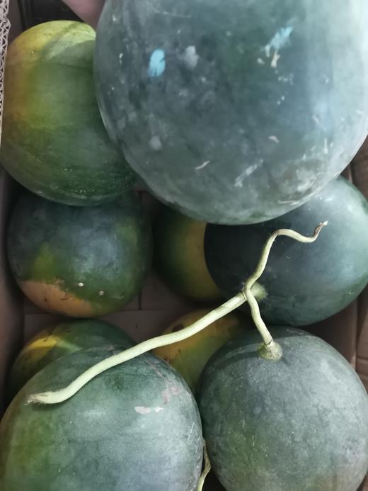 尝鲜价38元斤包好吃墨童西瓜