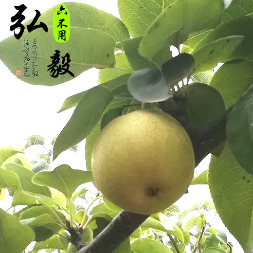 【弘毅六不用生态农场】六不用顺季节 露地种植 甜梨 4斤/份 商品图0