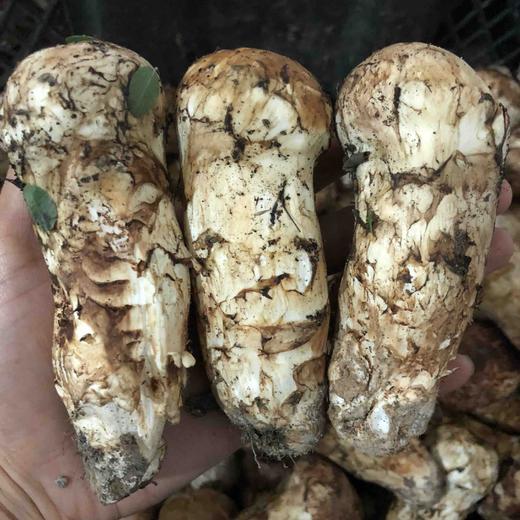 四川小金鲜松茸2斤礼盒装顺丰空运包邮 商品图1