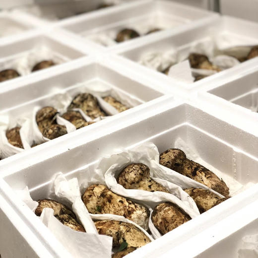 四川小金鲜松茸2斤礼盒装顺丰空运包邮 商品图4