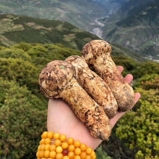 四川小金鲜松茸2斤礼盒装顺丰空运包邮 商品图0