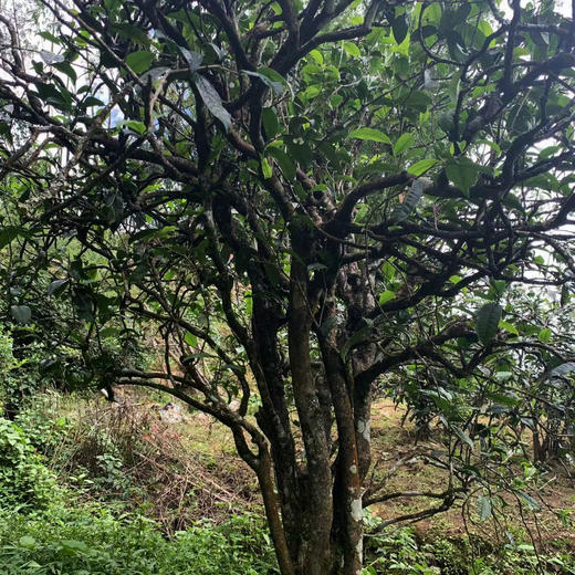 文曲小龙珠 办公室喝茶 2021春 150g 纯料生普 永德 商品图12