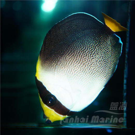 黄尾仙 商品图6