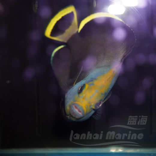 黑宝马 商品图6