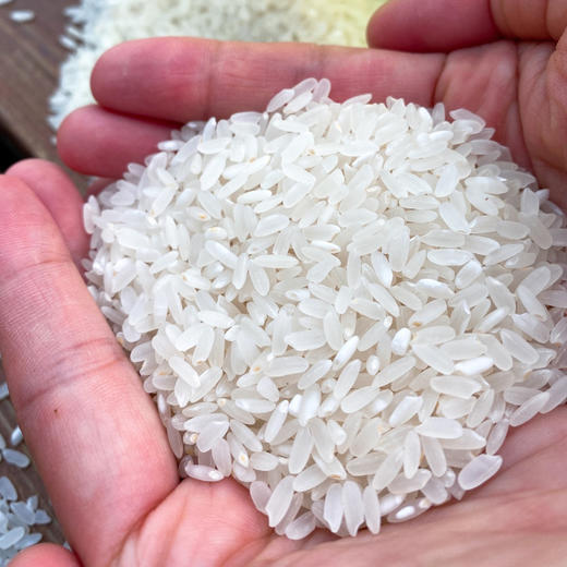 五常有机稻花香大米，来自稻花香发源地，米饭油量、香气扑鼻，一碗稻花香米饭牢牢抓住我们的胃 10斤装 商品图9