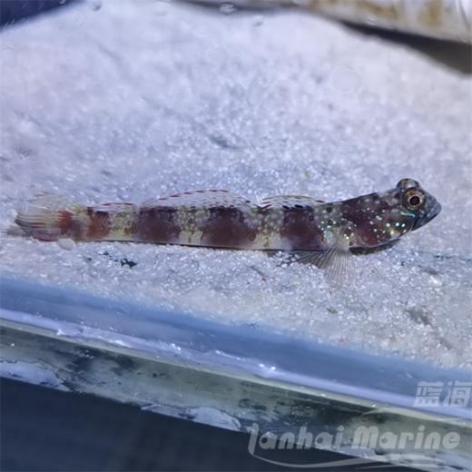 宽带虾虎 商品图7