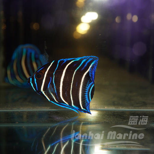 蓝面 幼鱼 商品图3