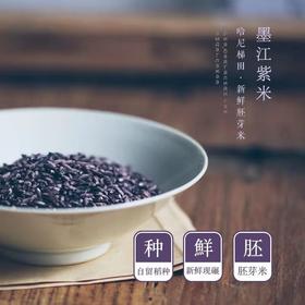 【墨江梯田留胚紫米5斤装】云南哈尼梯田新米 胚芽保留率达80%