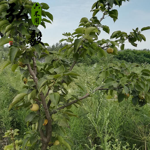 【弘毅六不用生态农场】六不用顺季节 露地种植 甜梨 4斤/份 商品图2