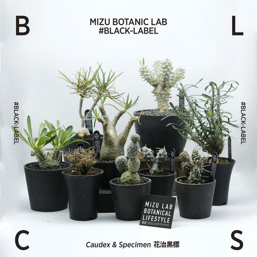 #Black Label 花治黑標植物—珍奇植物 商品图0