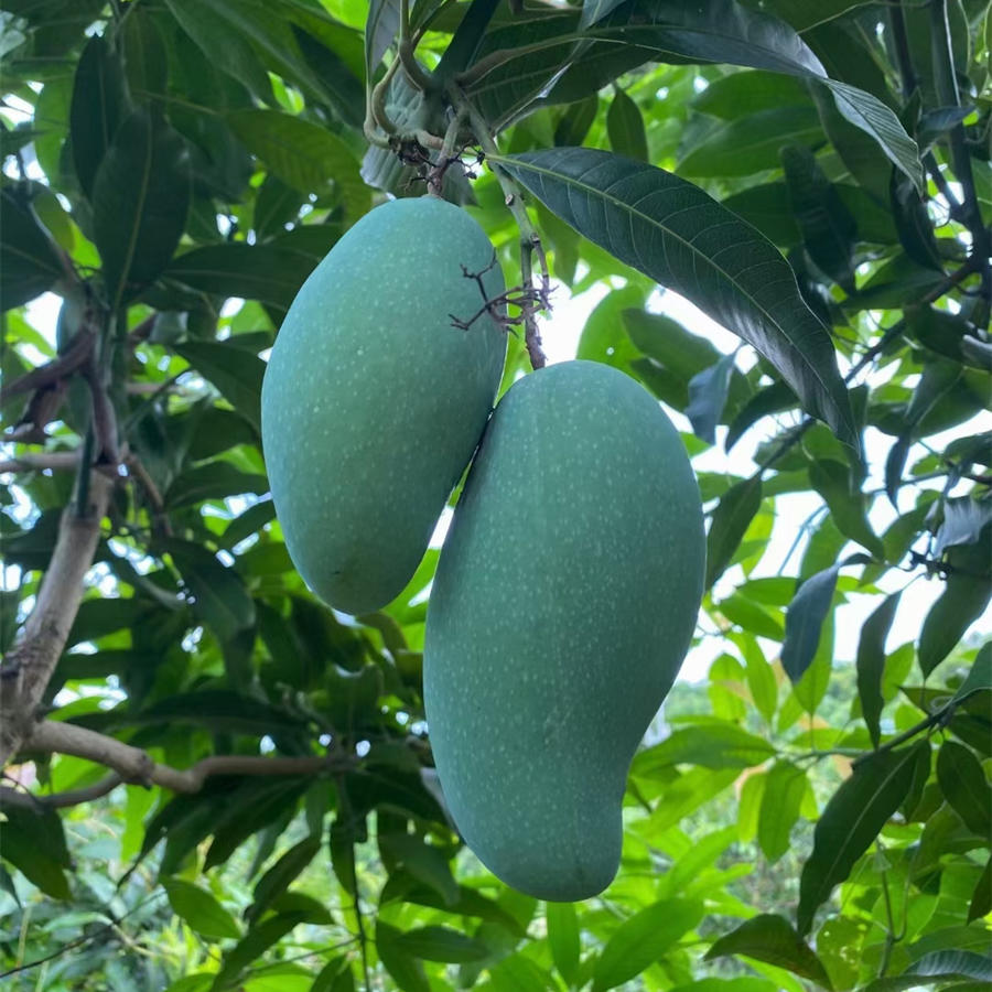 精品推荐 百色桂七广西特产大桂七 中桂七水果精品香芒四溢唇齿留香全国大部分地区包邮 精品推荐 百色桂七广西特产大桂七 中桂七水果精品香芒四溢唇齿留香全国大部分地区包邮