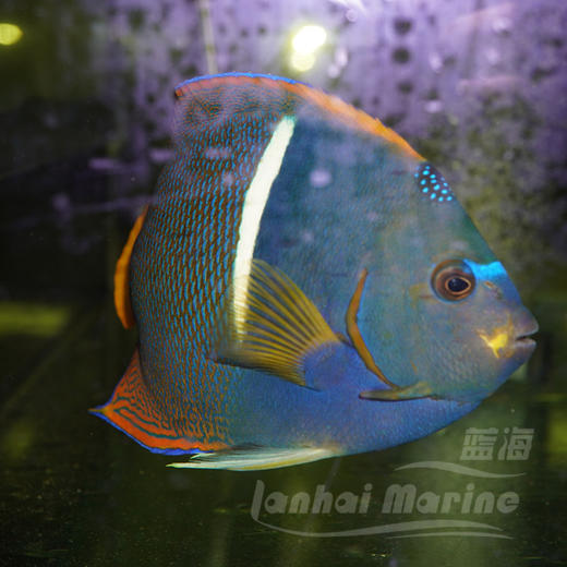 国王-白脚 商品图4