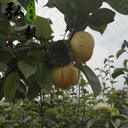 【弘毅六不用生态农场】六不用顺季节 露地种植 甜梨 4斤/份 商品图3
