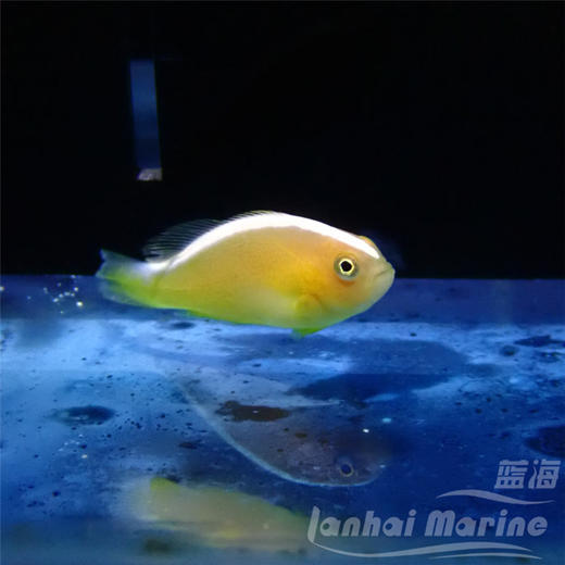 人工金线小丑 商品图4