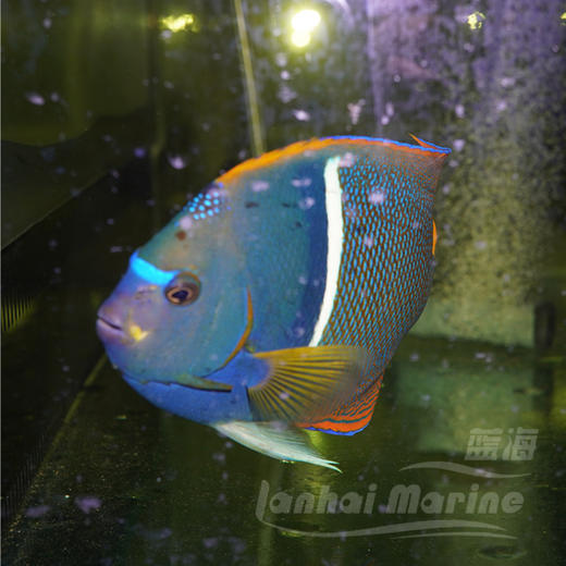 国王-白脚 商品图6