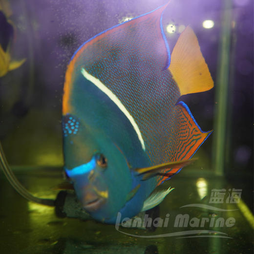 国王-白脚 商品图5