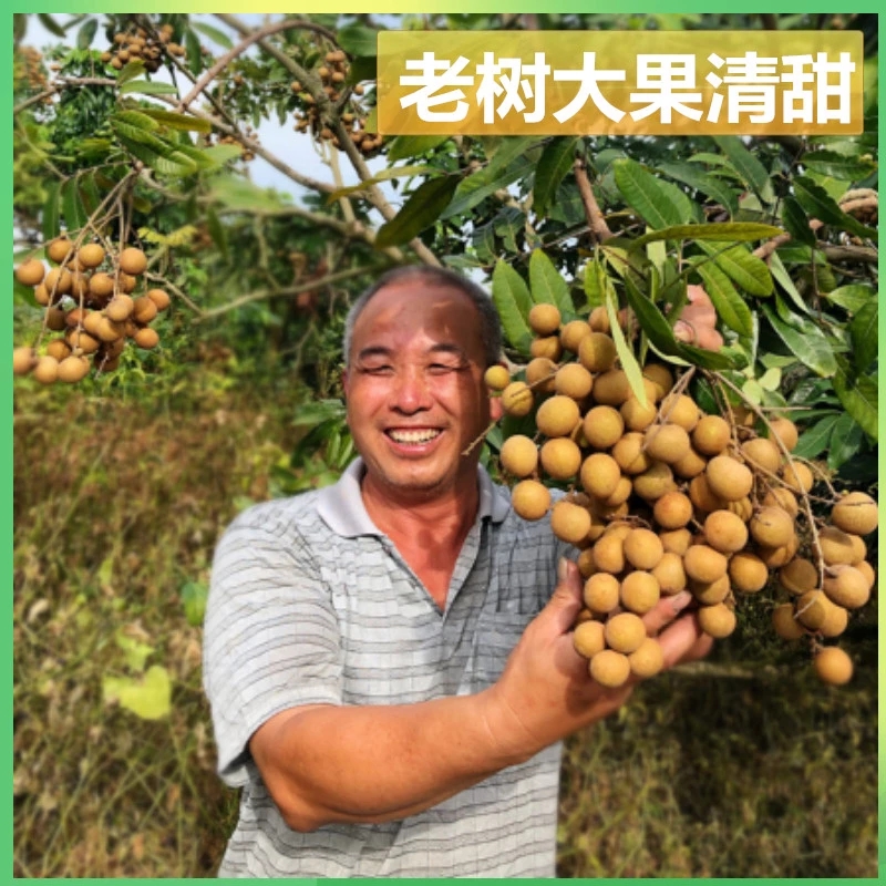 广东高州储良龙眼