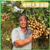 广东高州储良龙眼  （精品果） 商品缩略图3