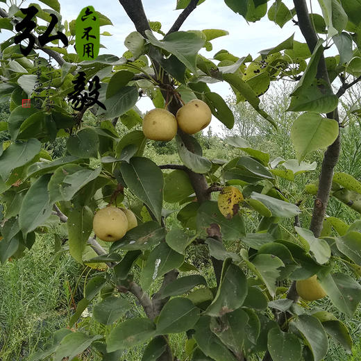 【弘毅六不用生态农场】六不用顺季节 露地种植 甜梨 4斤/份 商品图1