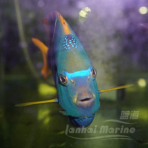 国王-白脚 商品图2