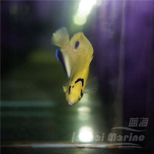 人工黄金火花 商品图6