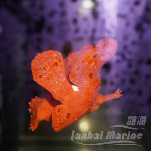 皇冠五脚虎-红 商品图1