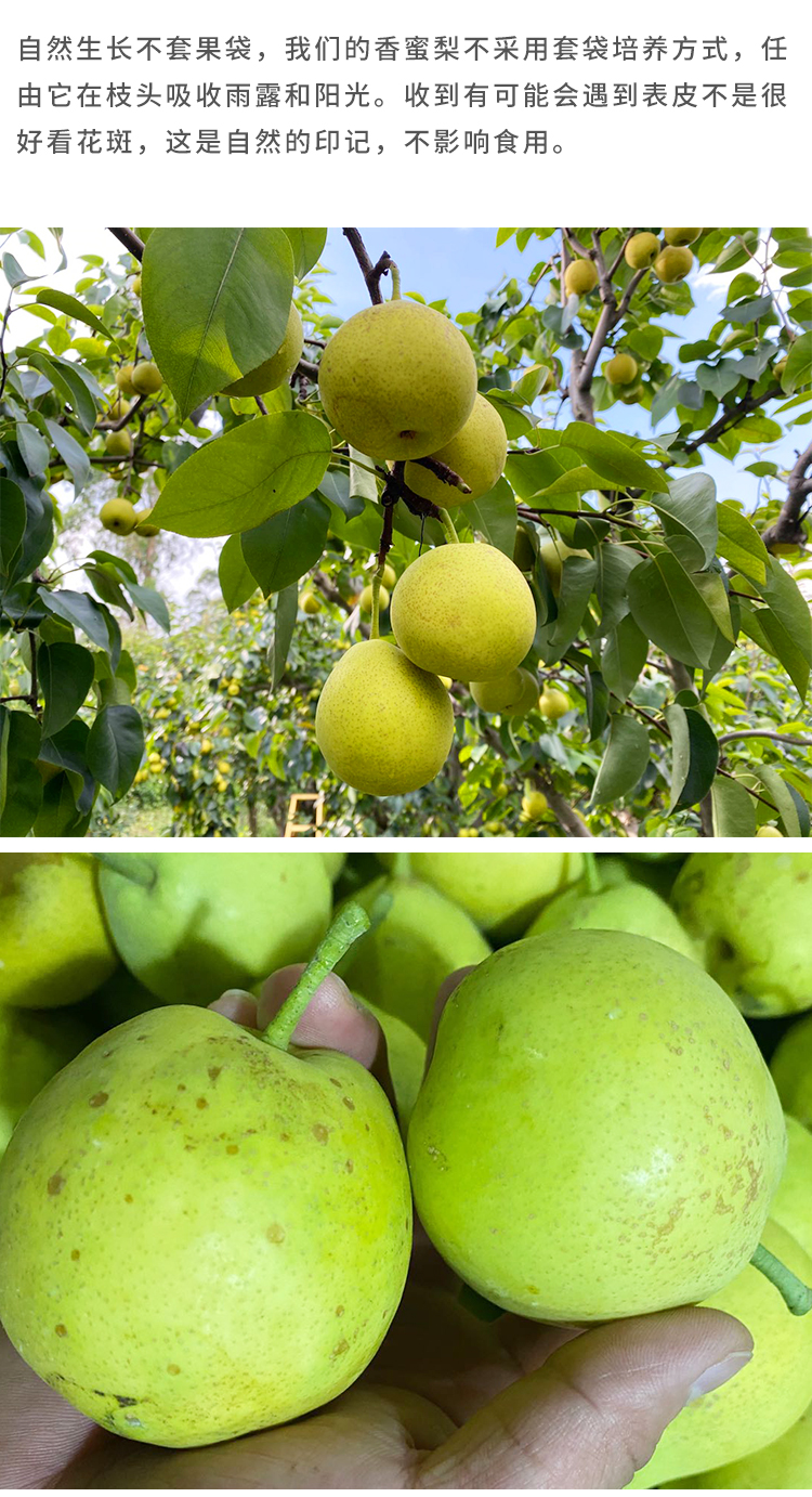 土哆哆云南高原香蜜梨蜜甜多汁老品种产地直发 - 土哆哆旗舰店