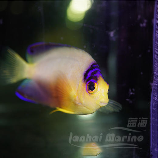 多彩仙 商品图3