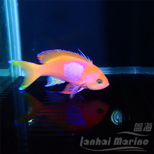 紫印 公 商品图6