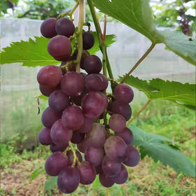 认养三棵葡萄树（5年）