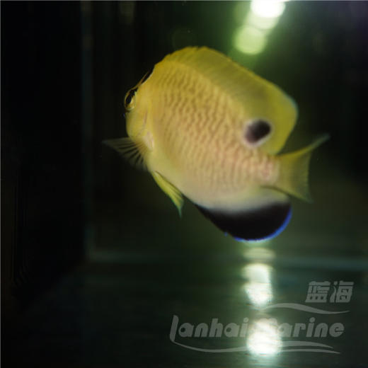 人工黄金火花 商品图7