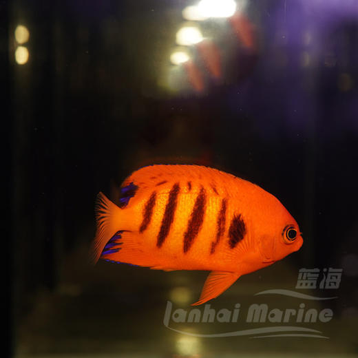 火焰仙 商品图3