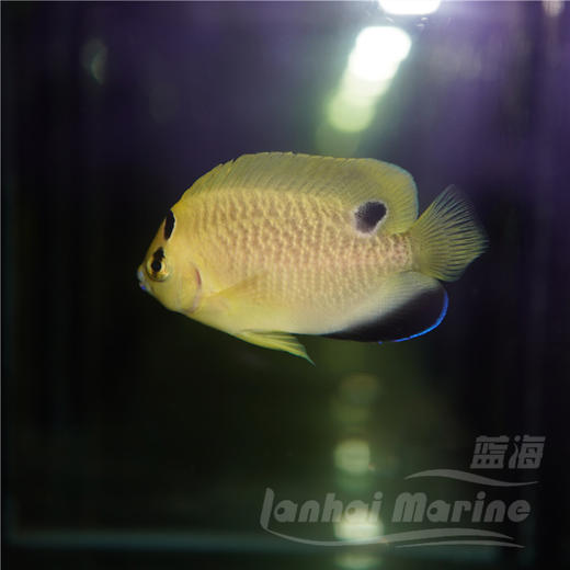 人工黄金火花 商品图13