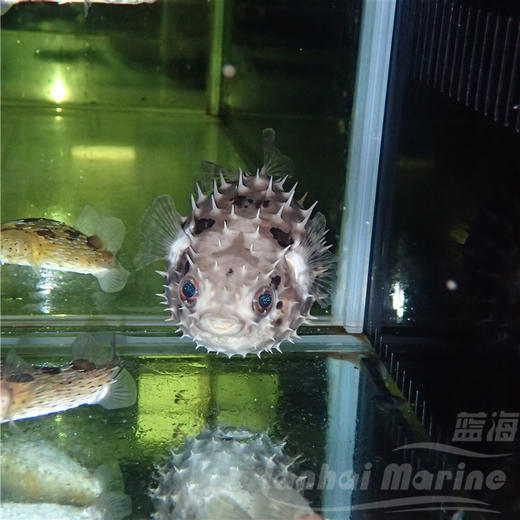 短刺刺鲀 商品图4