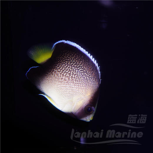 马代朱仙 商品图3