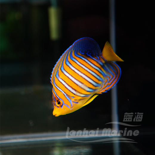 金毛巾 商品图3