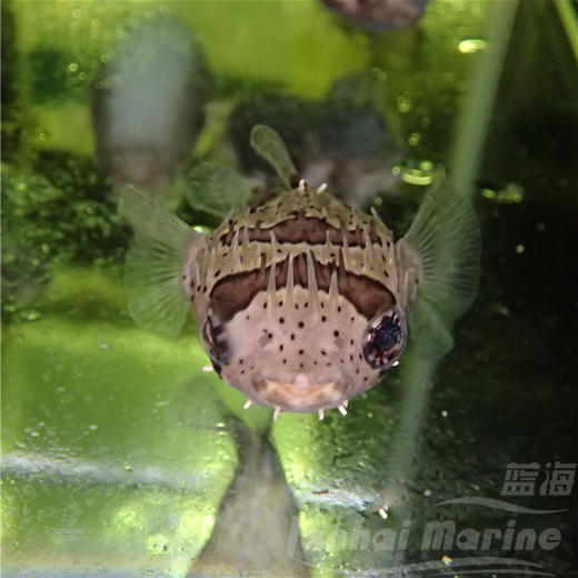 刺豚 商品图8