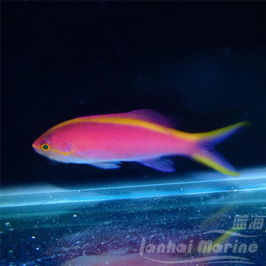 紫后 母 商品图2