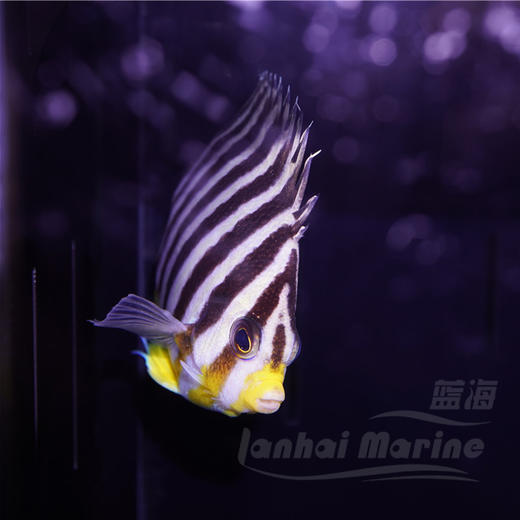 十一间仙 商品图5